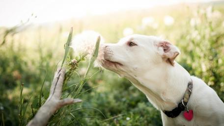 Gentle Moments with a Playful Pup wallpaper
