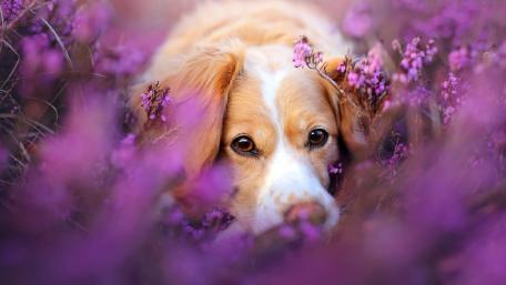 Golden Dog Among Purple Blossoms wallpaper