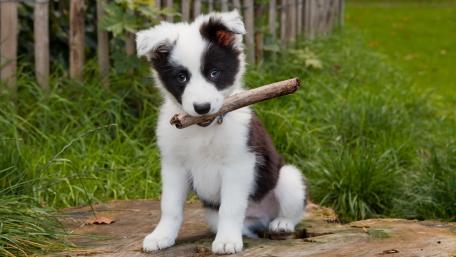 Adorable Puppy with a Stick wallpaper