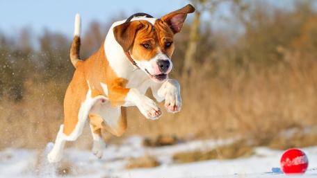 Joyful Dog Capturing the Moment in Motion wallpaper