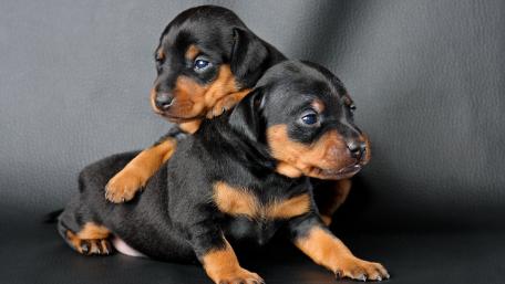 Adorable Puppy Companions wallpaper