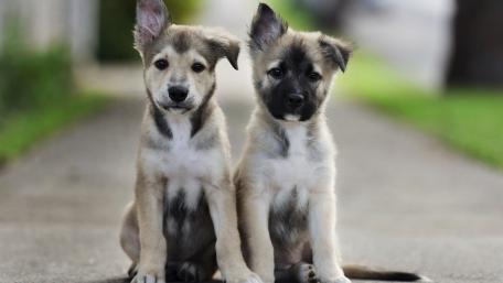 Puppy Companions on a Sunny Day wallpaper