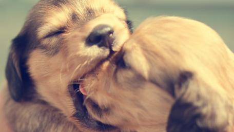 Puppy Love and Playtime wallpaper