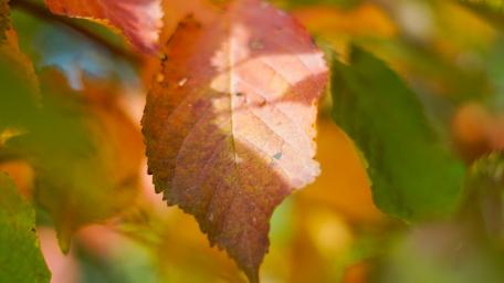 Autumn colors wallpaper