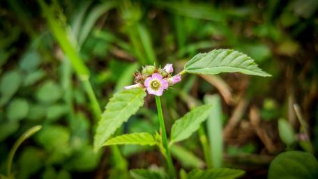 Tiny flower in the green wallpaper