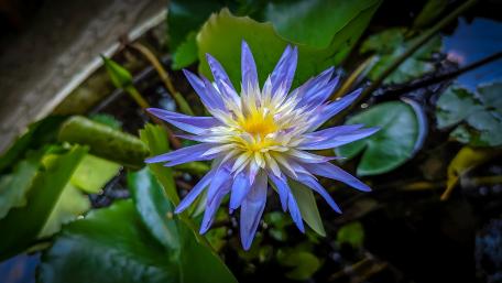 purple water lily wallpaper