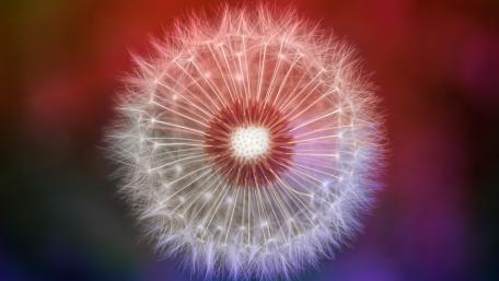 Dandelion Dreams on a Colorful Canvas wallpaper