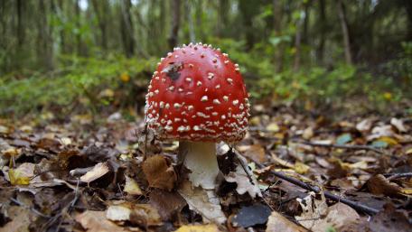 Pilze im Wald wallpaper
