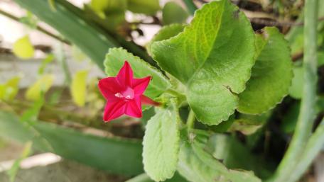 Vibrant Pink Flower Among Green Leaves wallpaper