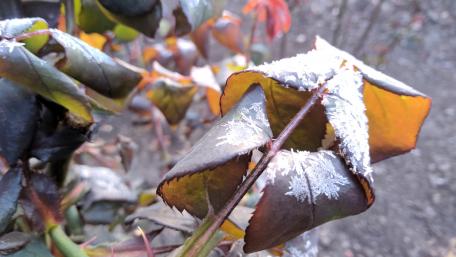 Frost-Kissed Leaves in Autumn Glow wallpaper