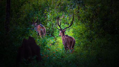 Chital/ Cheetal also known as Spotted deer/ Axis deer wallpaper