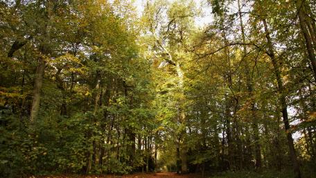 Die sonne im Wald wallpaper