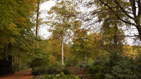 Spaziergang im Herbst wallpaper