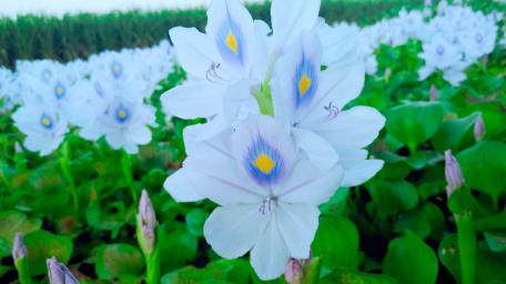 Kochuri Flowers wallpaper