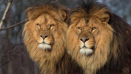 Majestic Lions in the Wild wallpaper