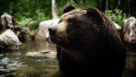 Majestic Brown Bear in Nature's Serenity wallpaper