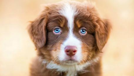 Blue-Eyed Puppy Charm wallpaper