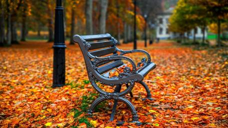 Autumn Serenity in the Park wallpaper