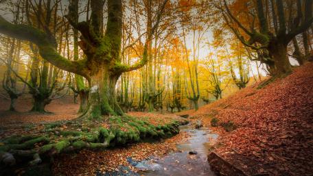 Autumn Forest Creek in 4K wallpaper