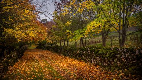 Autumn Pathway in Vibrant Foliage Colors wallpaper