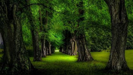 Green Forest Pathway wallpaper