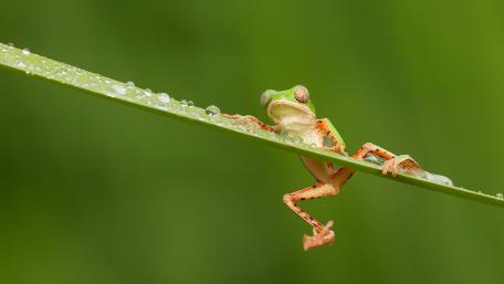 Vibrant Tree Frog on Leaf wallpaper