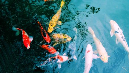 Basin fish wallpaper