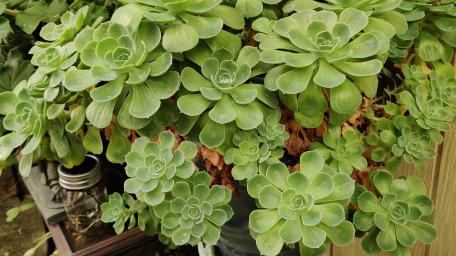 Lush Green Succulent Garden Wallpaper wallpaper