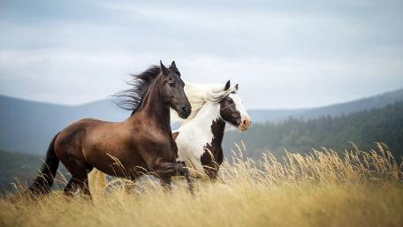 Majestic Horses Roaming Free in Nature's Embrace wallpaper