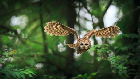 Majestic Owl in Flight Over Greenery wallpaper
