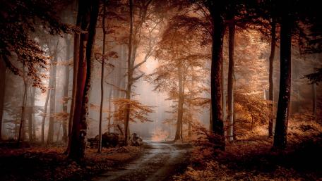 Enchanting Autumn Path through Forest wallpaper