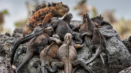 Iguanas Sunbathing on Rocky Shoreline wallpaper