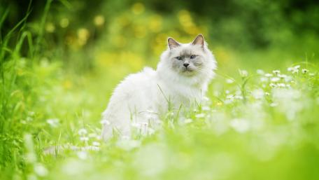 Fluffy White Cat in Nature's Embrace wallpaper