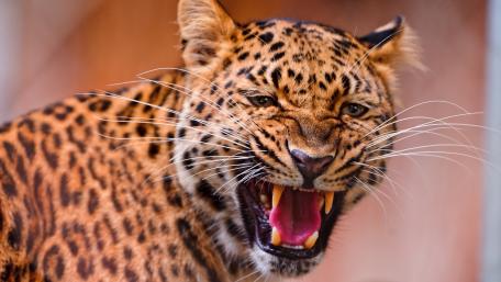 Majestic Leopard in Action wallpaper