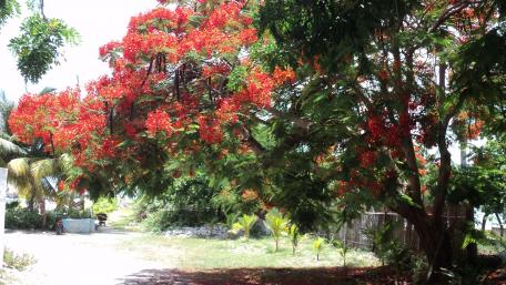 Flowery tree wallpaper