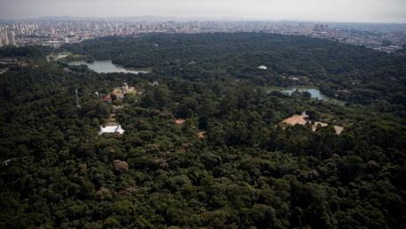 São Paulo Zoo wallpaper