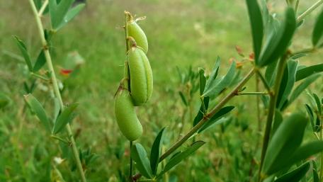 Green Pods on a Branch in Nature's Embrace wallpaper
