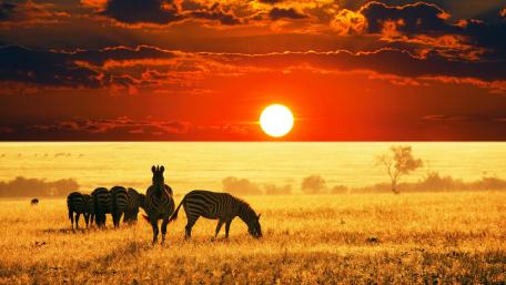 Zebras Grazing at Sunset in Golden Field wallpaper