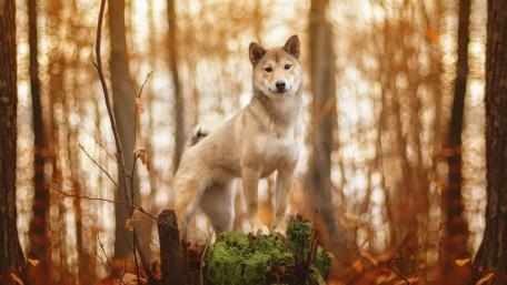 Majestic Dog in a Serene Forest Setting wallpaper