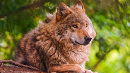 Majestic Wolf in Pristine Wilderness wallpaper