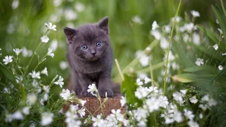 Playful Kitten in Spring Blossom Meadow wallpaper