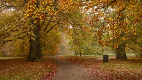 Autumn Serenity in the Park wallpaper
