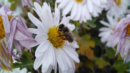 Bee on White Daisy wallpaper