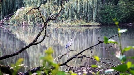 Fischreiher im Herbst wallpaper