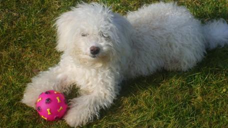 Daphnée, un bichon frisé wallpaper