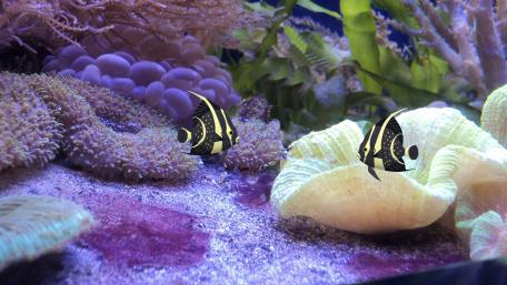 Angelfish wallpaper