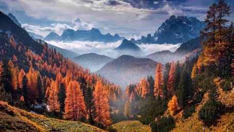 Forest wallpaper
