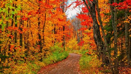 Autumn's Warm Embrace in the Forest Trail wallpaper