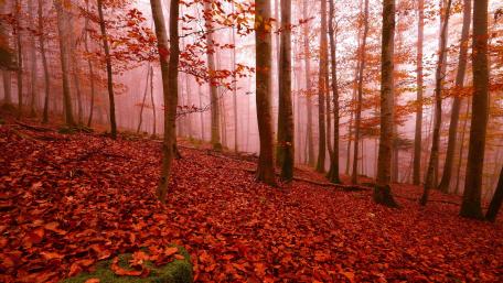Autumn Hues in the Enchanted Forest wallpaper