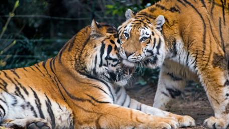 Tigers in Harmony wallpaper